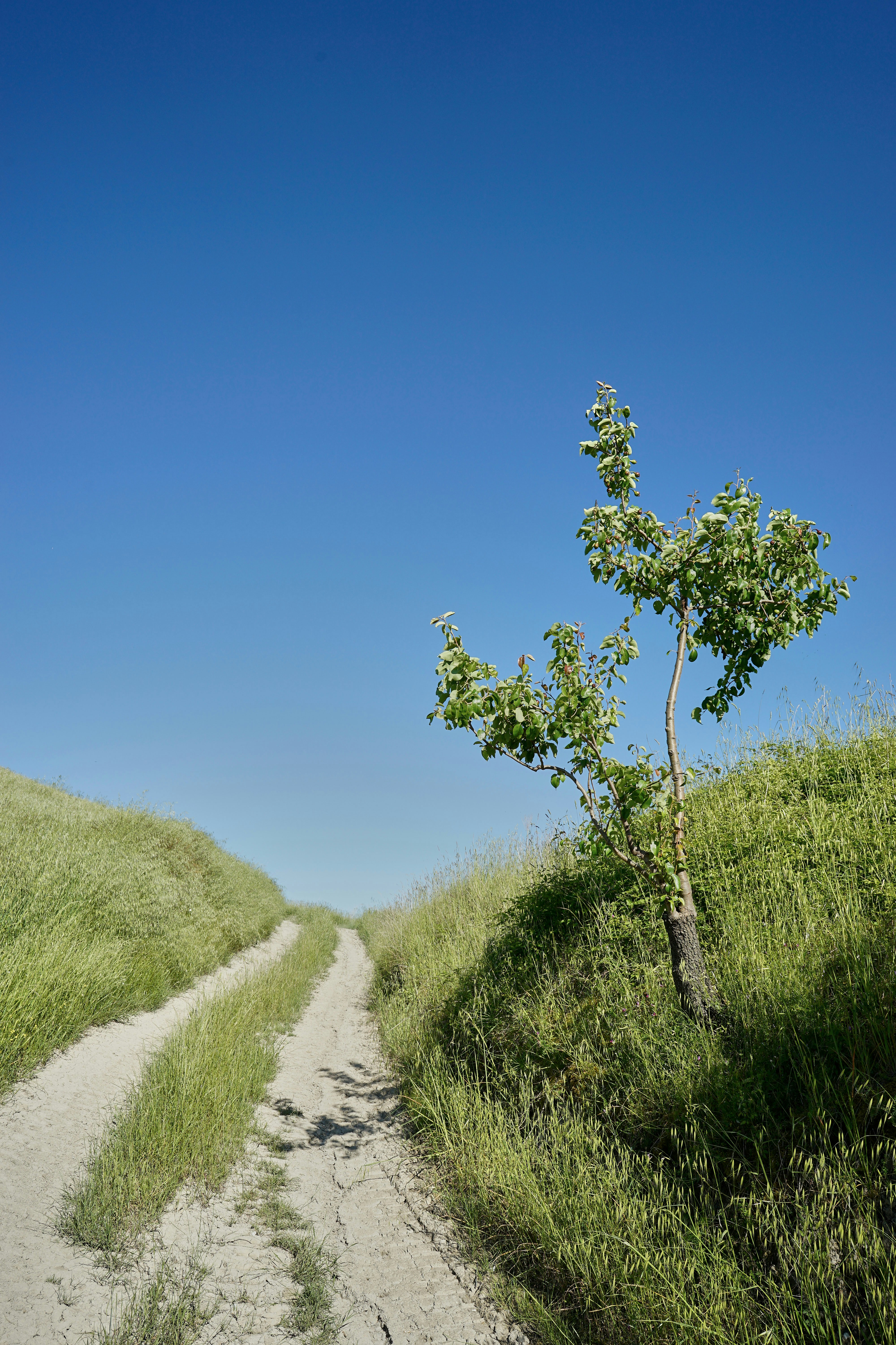 Photo by wolfgang_hasselmann