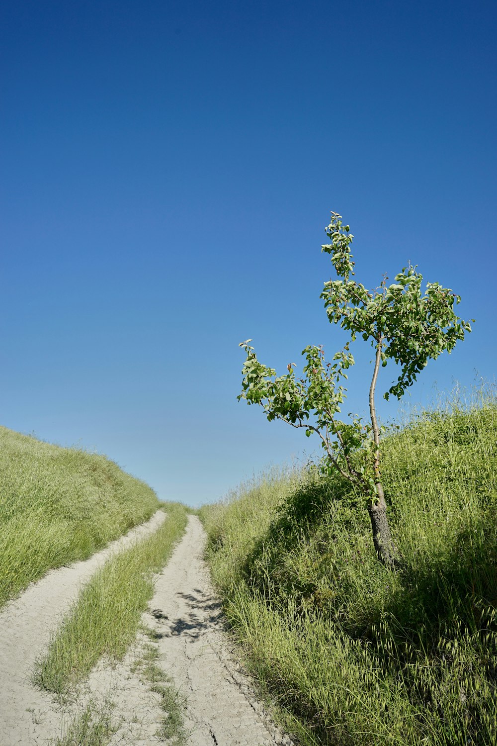 green grass field under blue sky during daytime