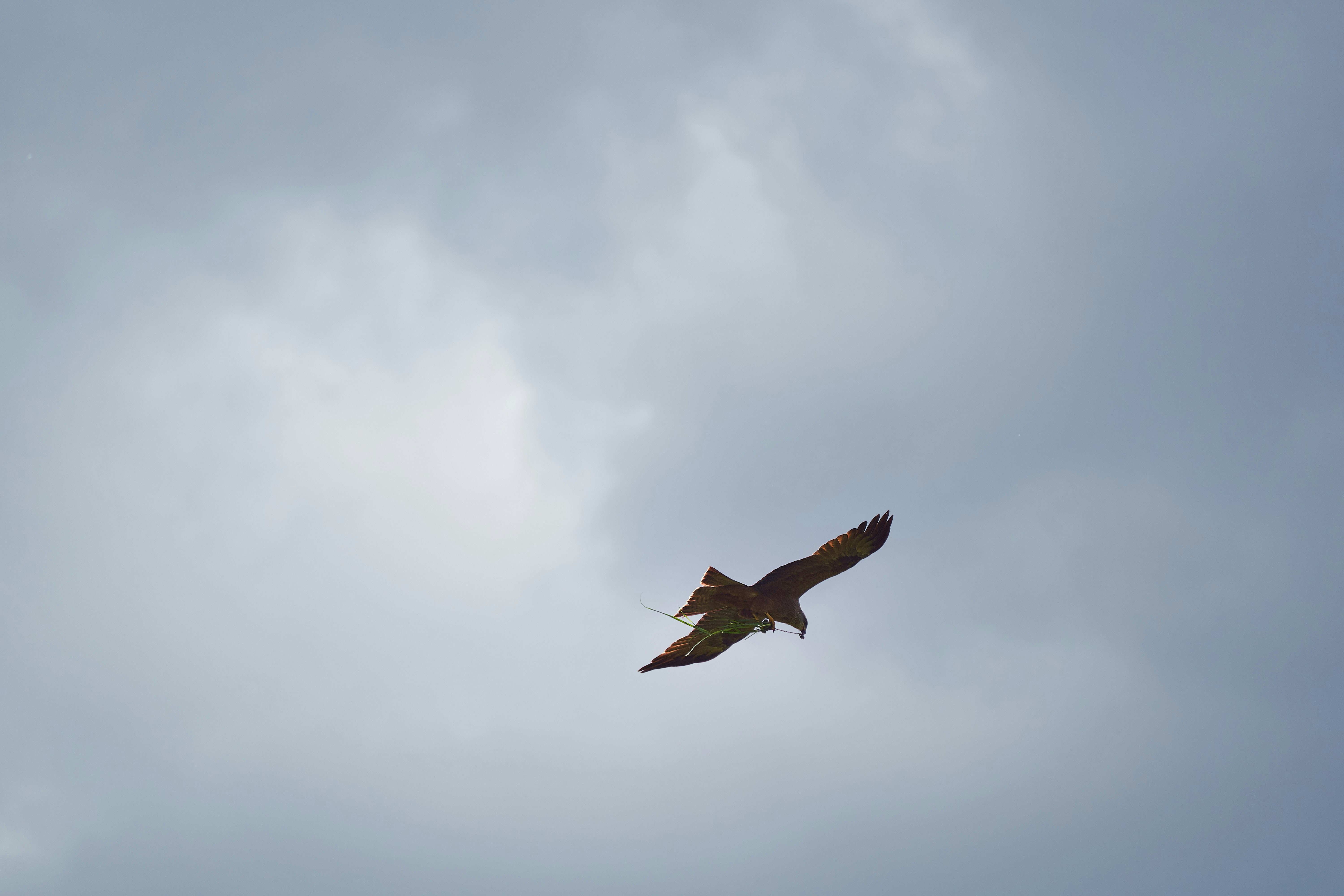 Photo by wolfgang_hasselmann