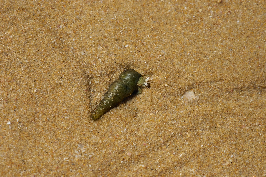 green sea creature on brown sand