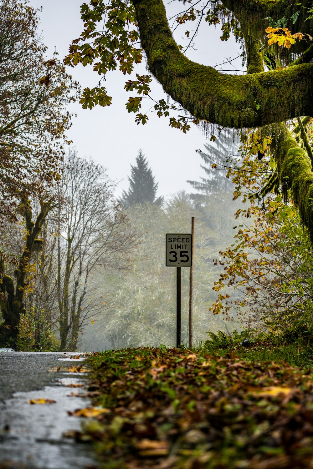 white and black road sign near trees during daytime