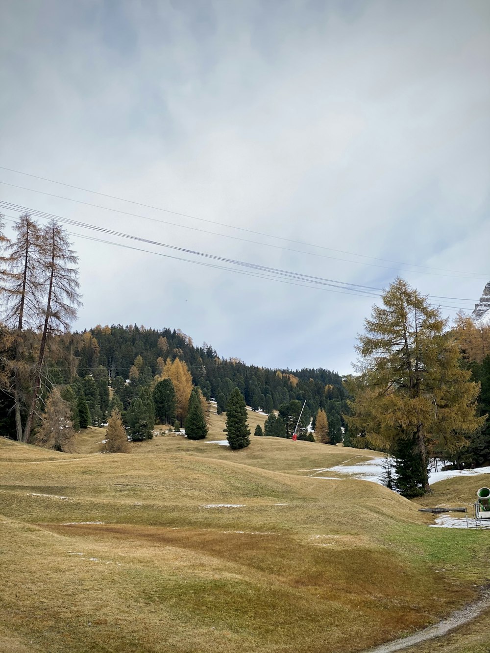 green trees on brown field under blue sky during daytime