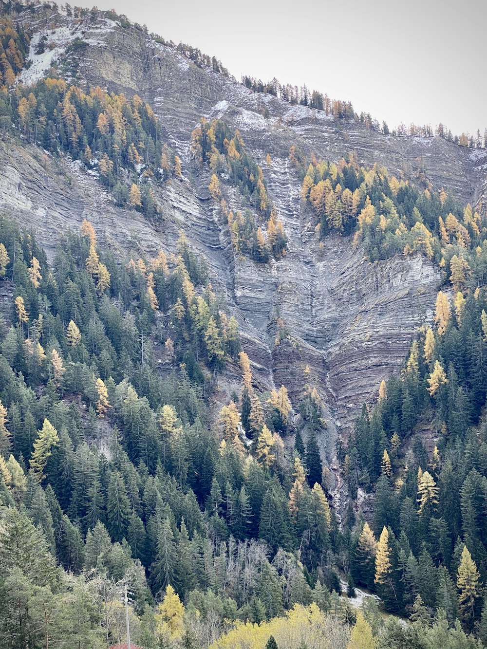 green trees on mountain during daytime