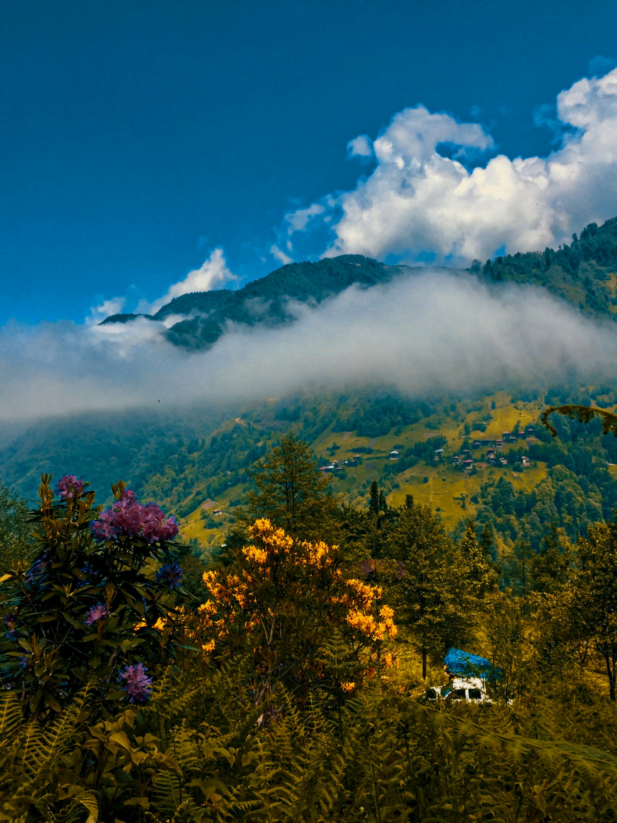 Photo by saikturi