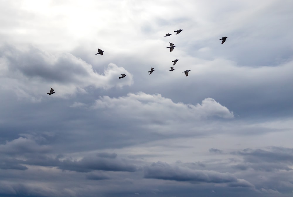 pássaros voando sob nuvens brancas durante o dia