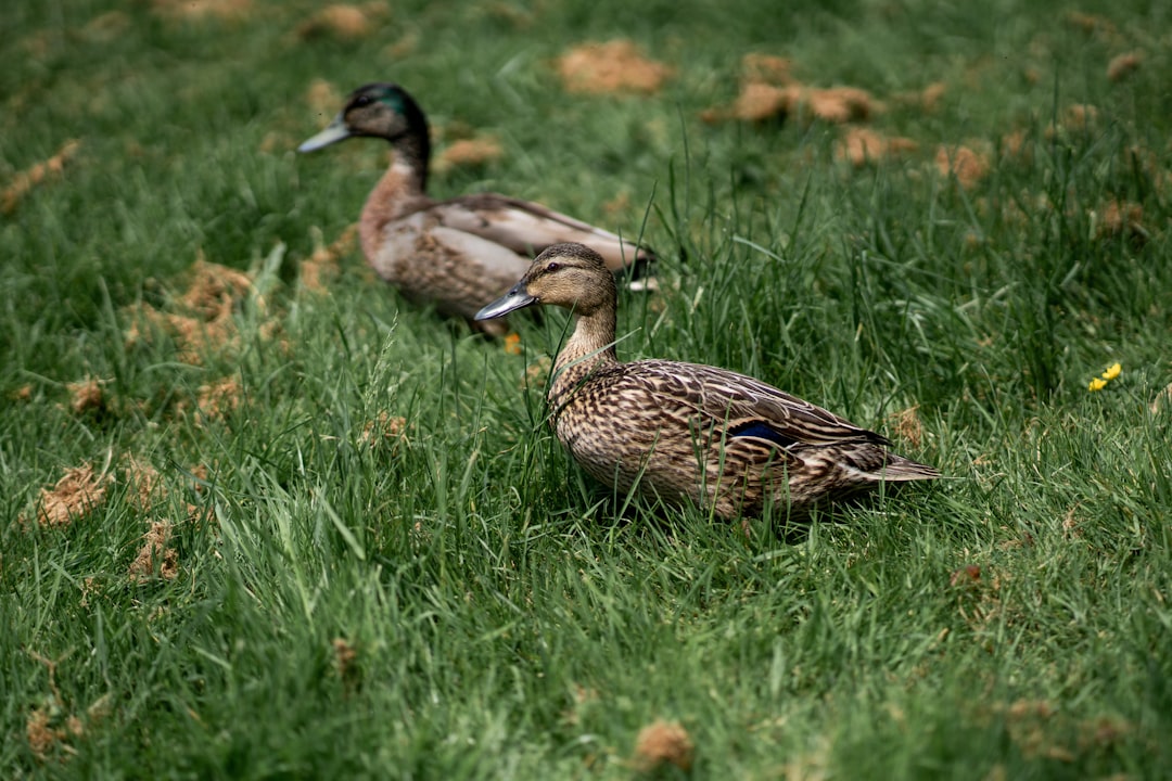 brown duck on green grass field during daytime