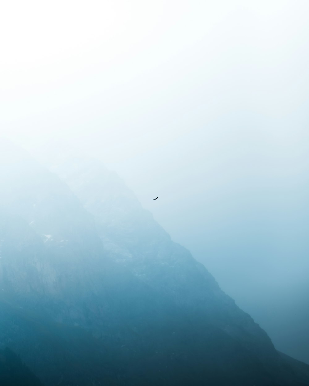 bird flying over the mountain