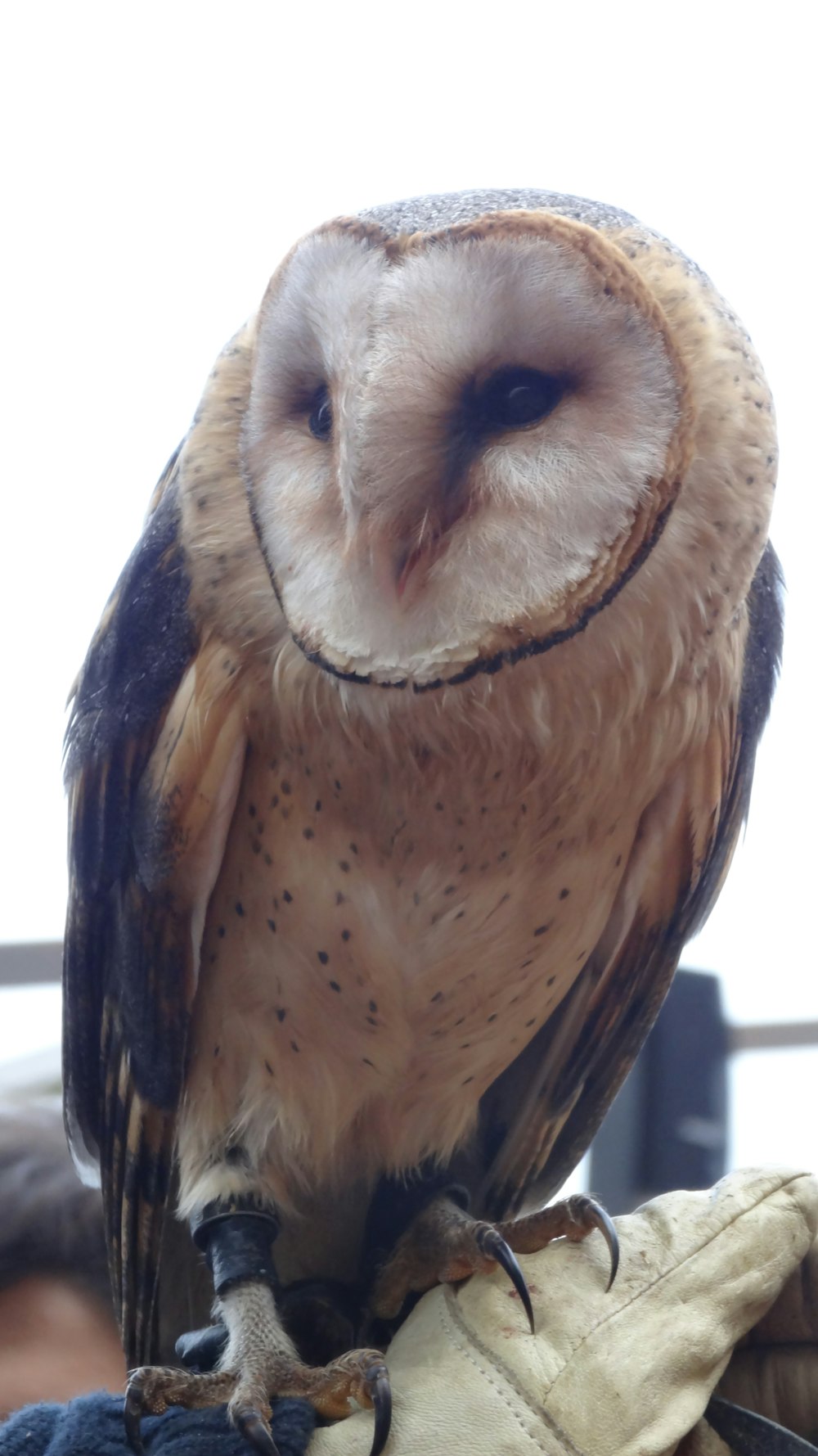 brown and black owl in close up photography