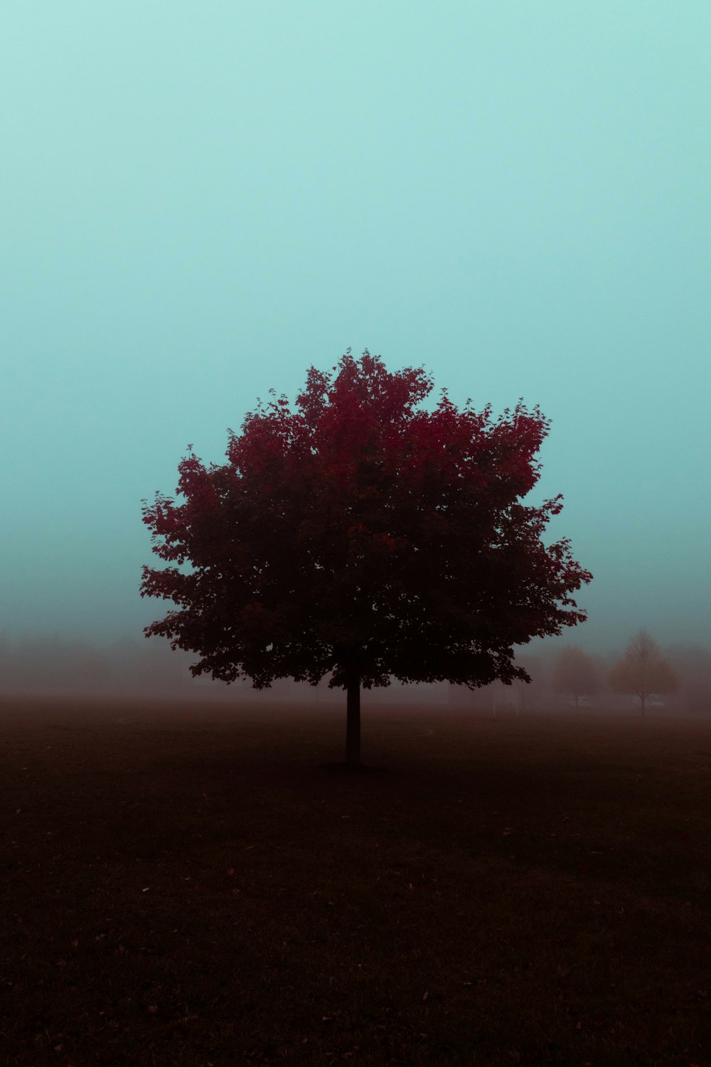 red leaf tree on green grass field during daytime