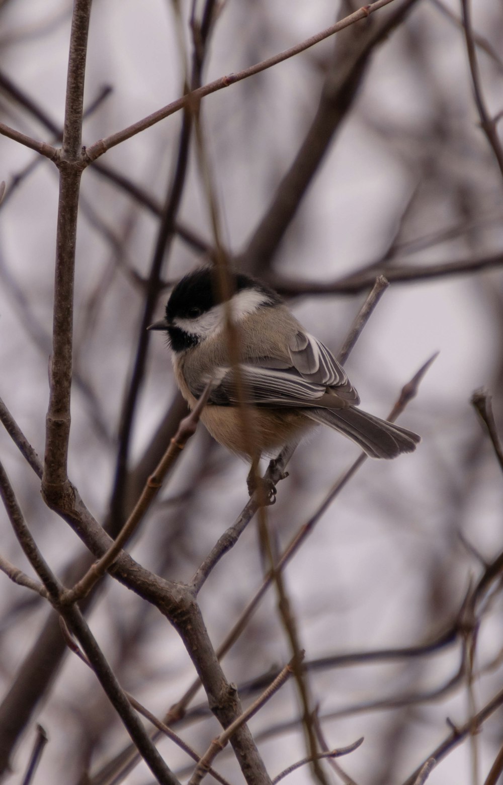 brown and black bird on brown tree branch