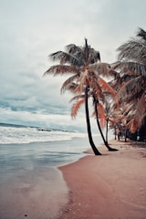 palm tree on beach shore during daytime