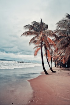 palm tree on beach shore during daytime