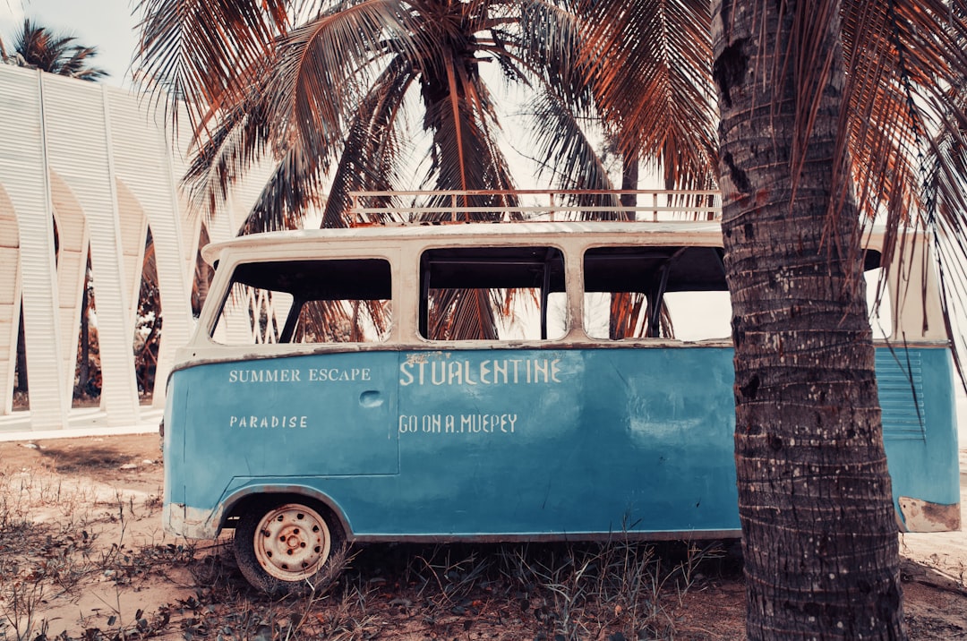 blue and white van parked beside palm tree during daytime