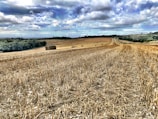 A vast harvested field under a partly cloudy sky. The field is filled with rows of cut straw, and several hay bales are scattered across the landscape. The terrain gently slopes, with a mix of trees and distant hills on the horizon.