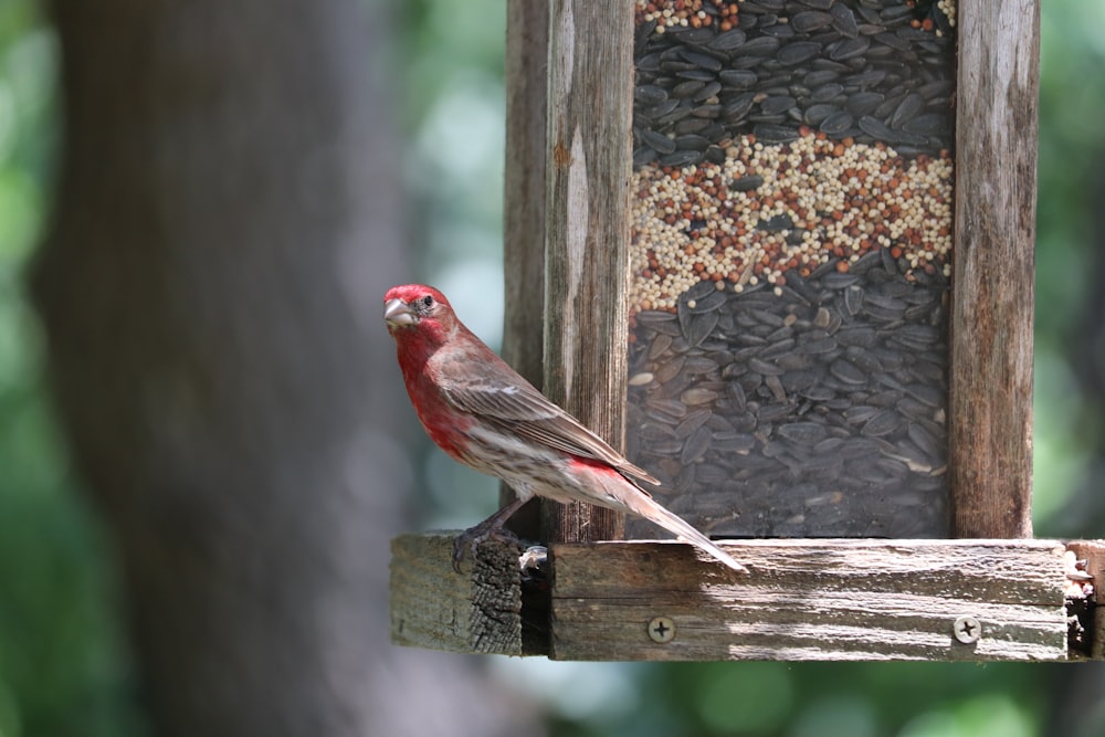 red and brown bird on brown wooden table