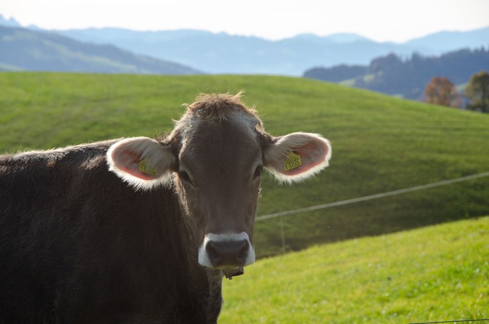 brown cow on green grass field during daytime