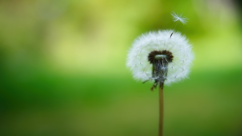 white dandelion in close up photography