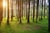 brown trees on green grass field during daytime