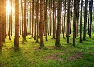 brown trees on green grass field during daytime