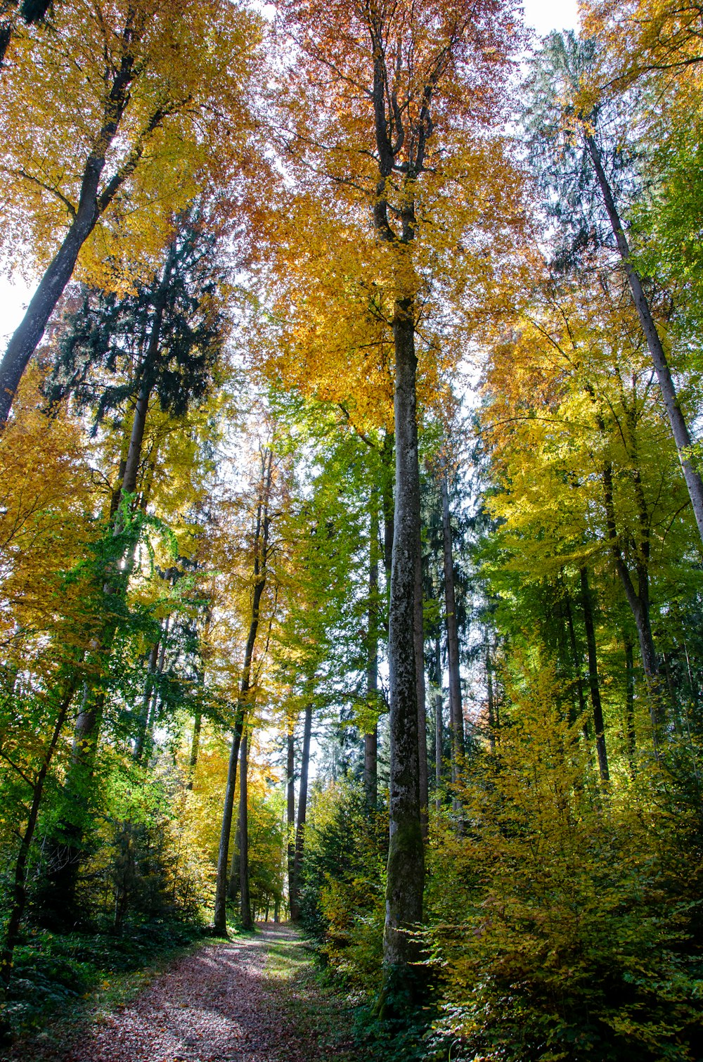 brown and green trees during daytime