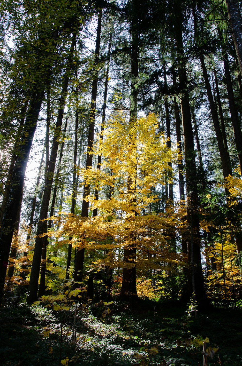 yellow and green trees during daytime