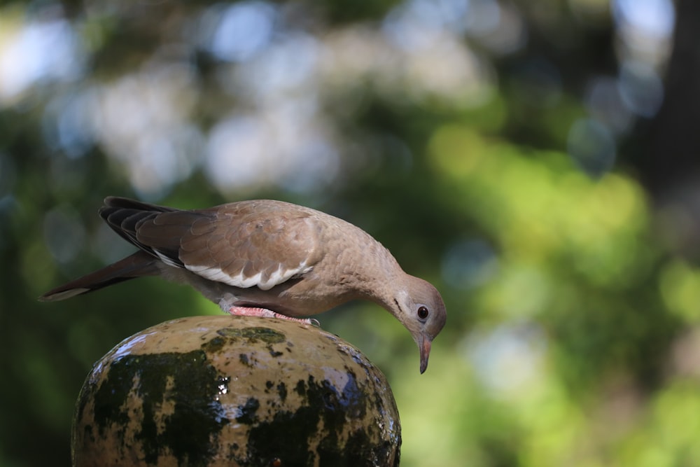 brown and white bird on brown tree trunk