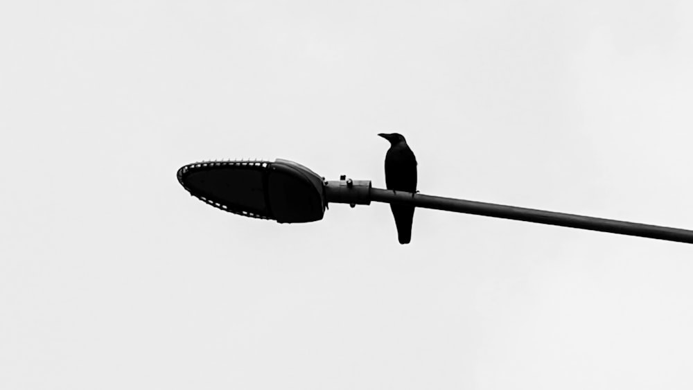 black bird perched on black metal stand