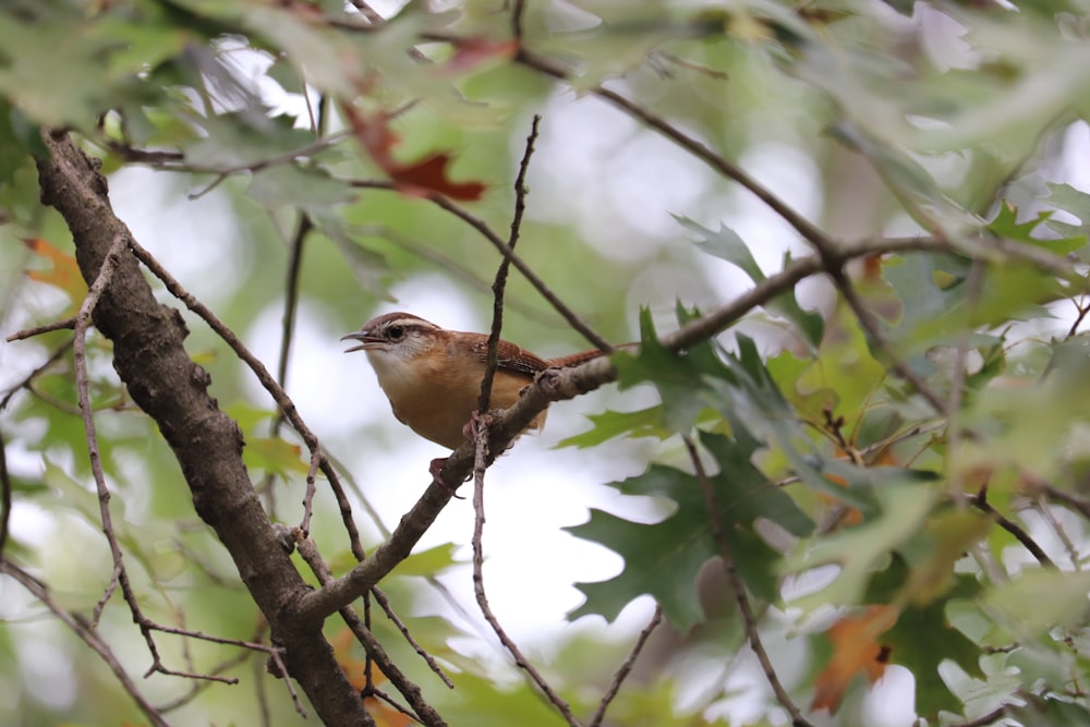 brown and white bird on tree branch during daytime