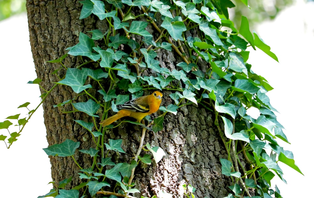 yellow and black bird on tree branch