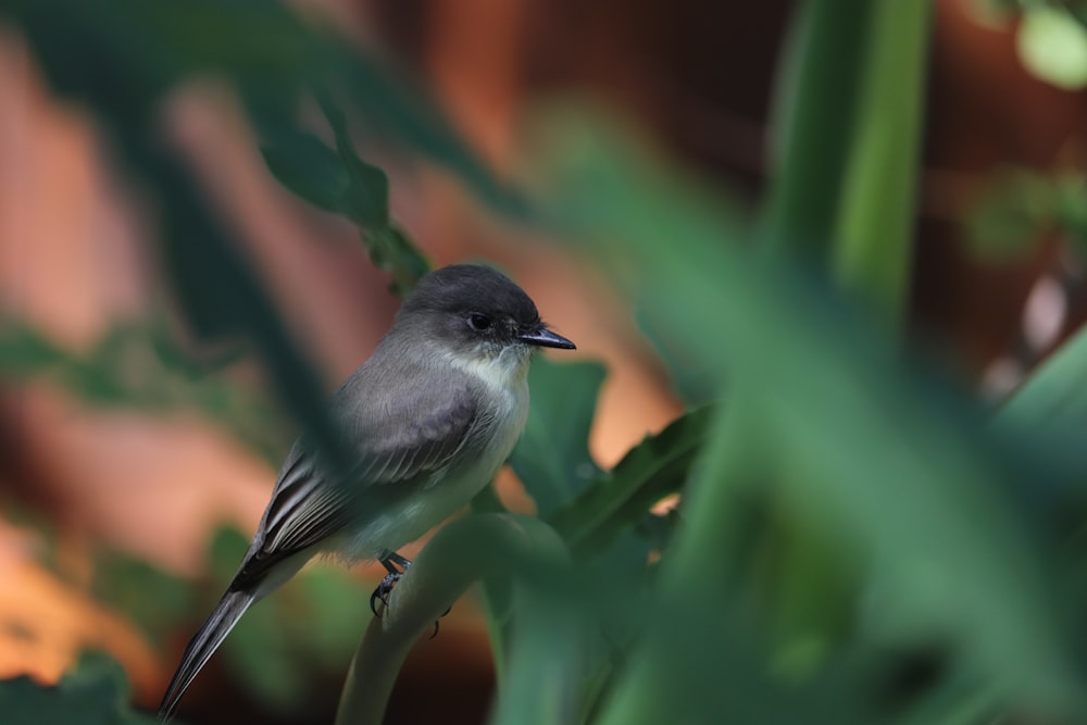 black and white bird on green plant