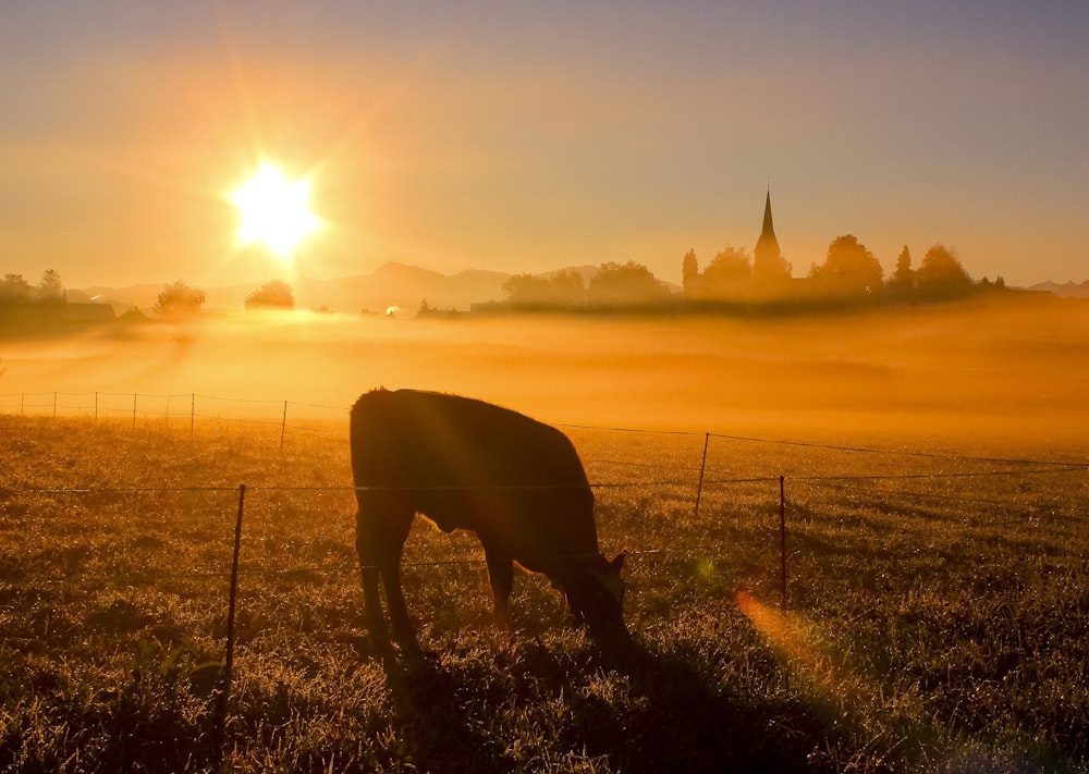 silhouette de cheval sur le champ d’herbe au coucher du soleil