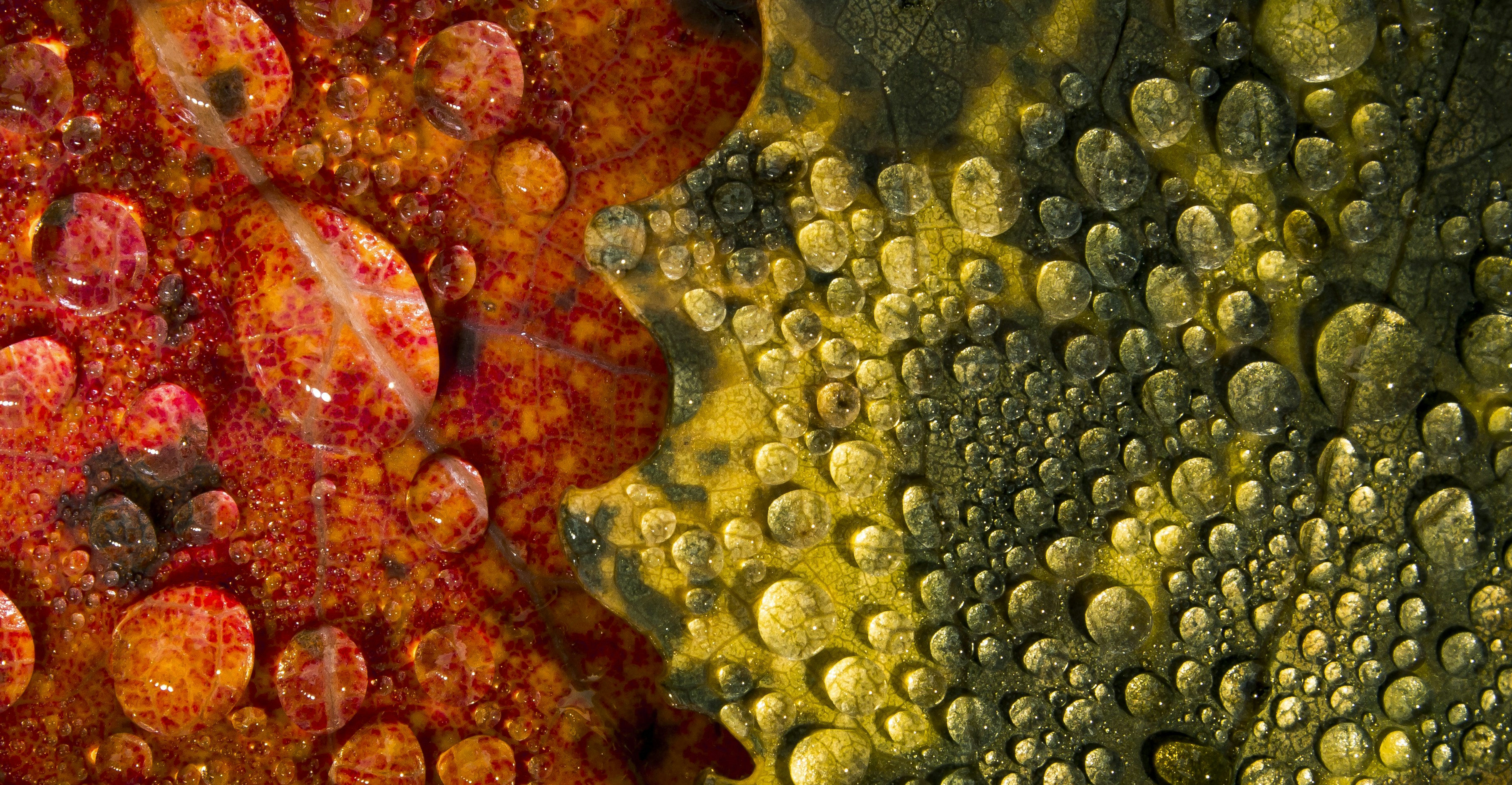 Can You Reset Your Gut in 3 Days? A Doctor Explains the Truth and What Actually Works