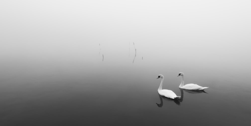 white swan on water during daytime