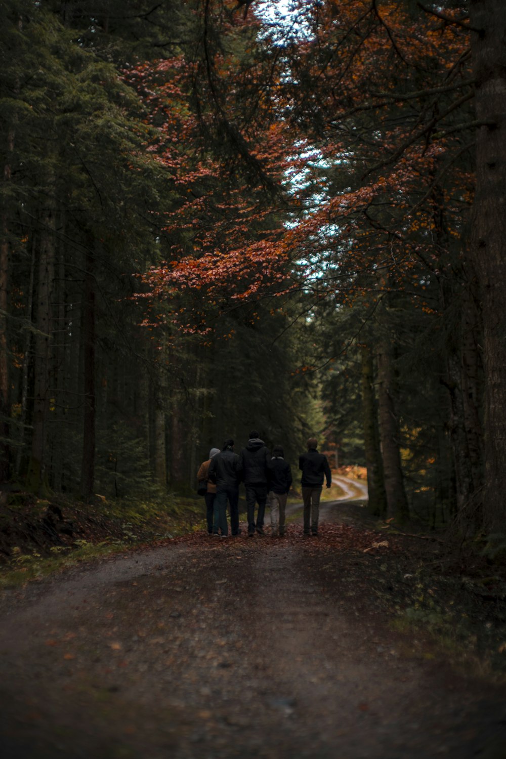 people walking on pathway between trees during daytime