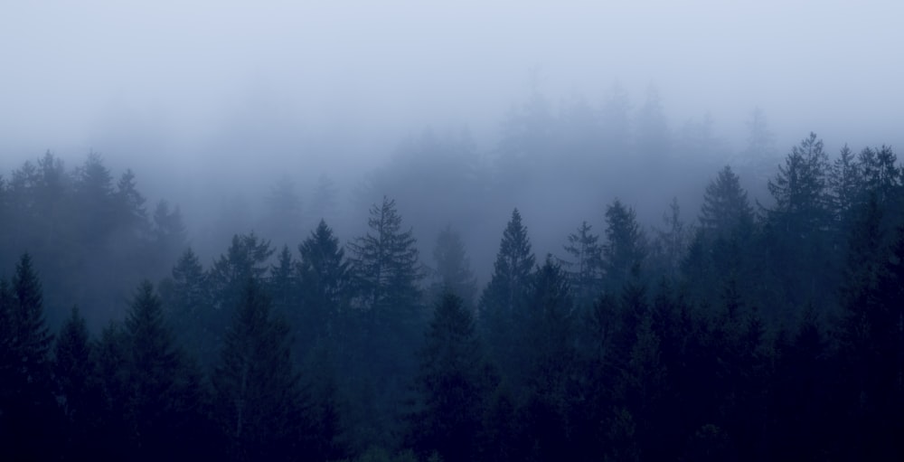 green pine trees covered with fog