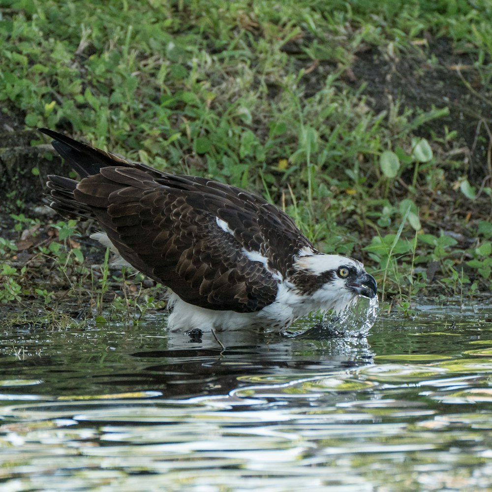 black and white bird on water