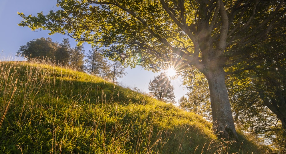 green grass field with green tree during daytime