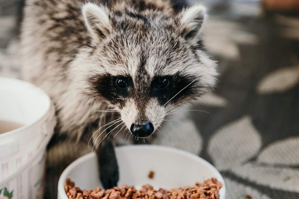 animal noir et blanc dans un mug en céramique bleue