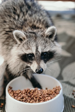 A raccoon is eating from a white bowl filled with dry pet food. The raccoon is looking directly at the camera with curious eyes, standing on a textured surface.