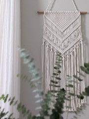 green cactus plant near white wall