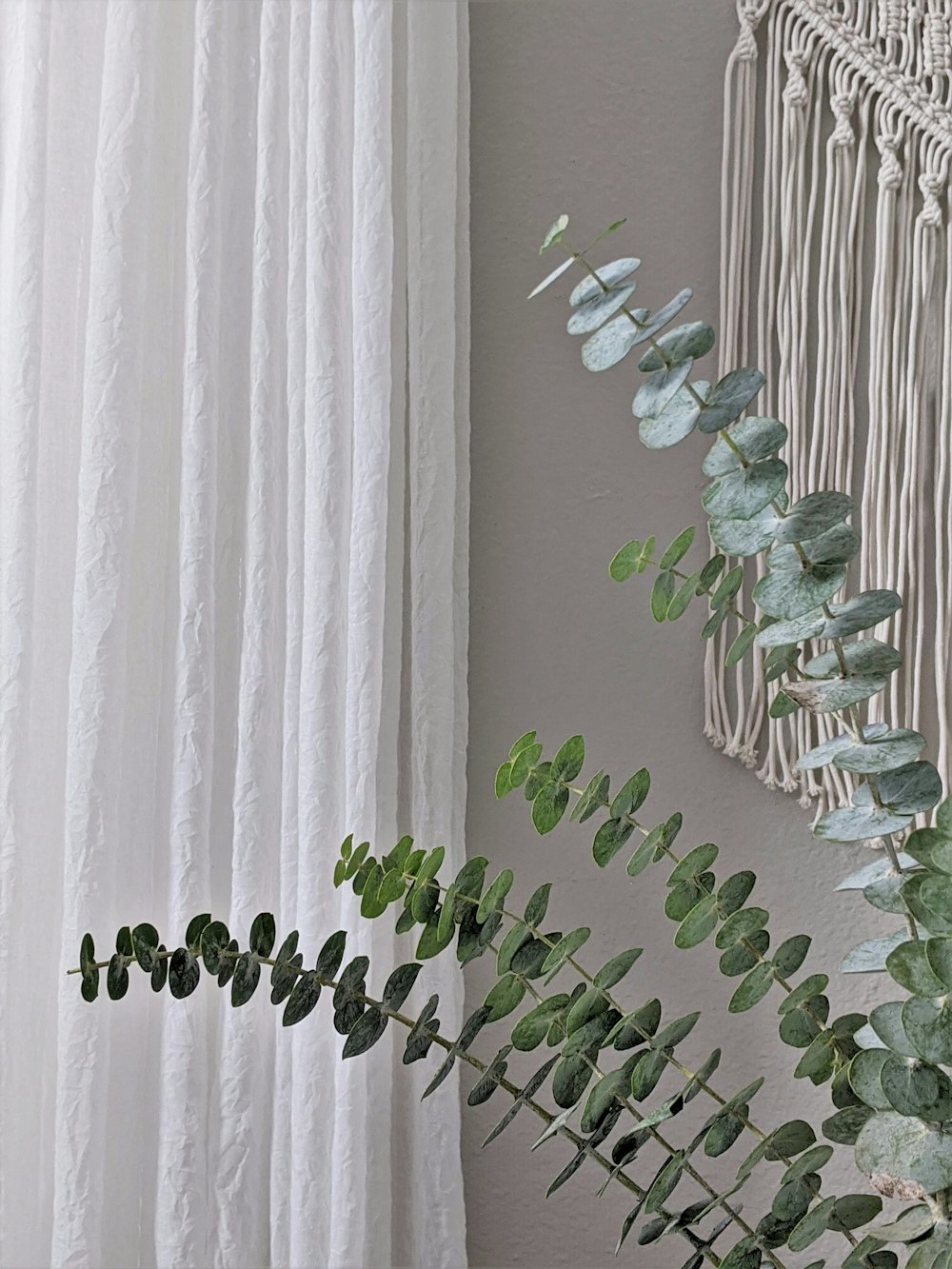 흰 벽에 녹색 선인장 식물