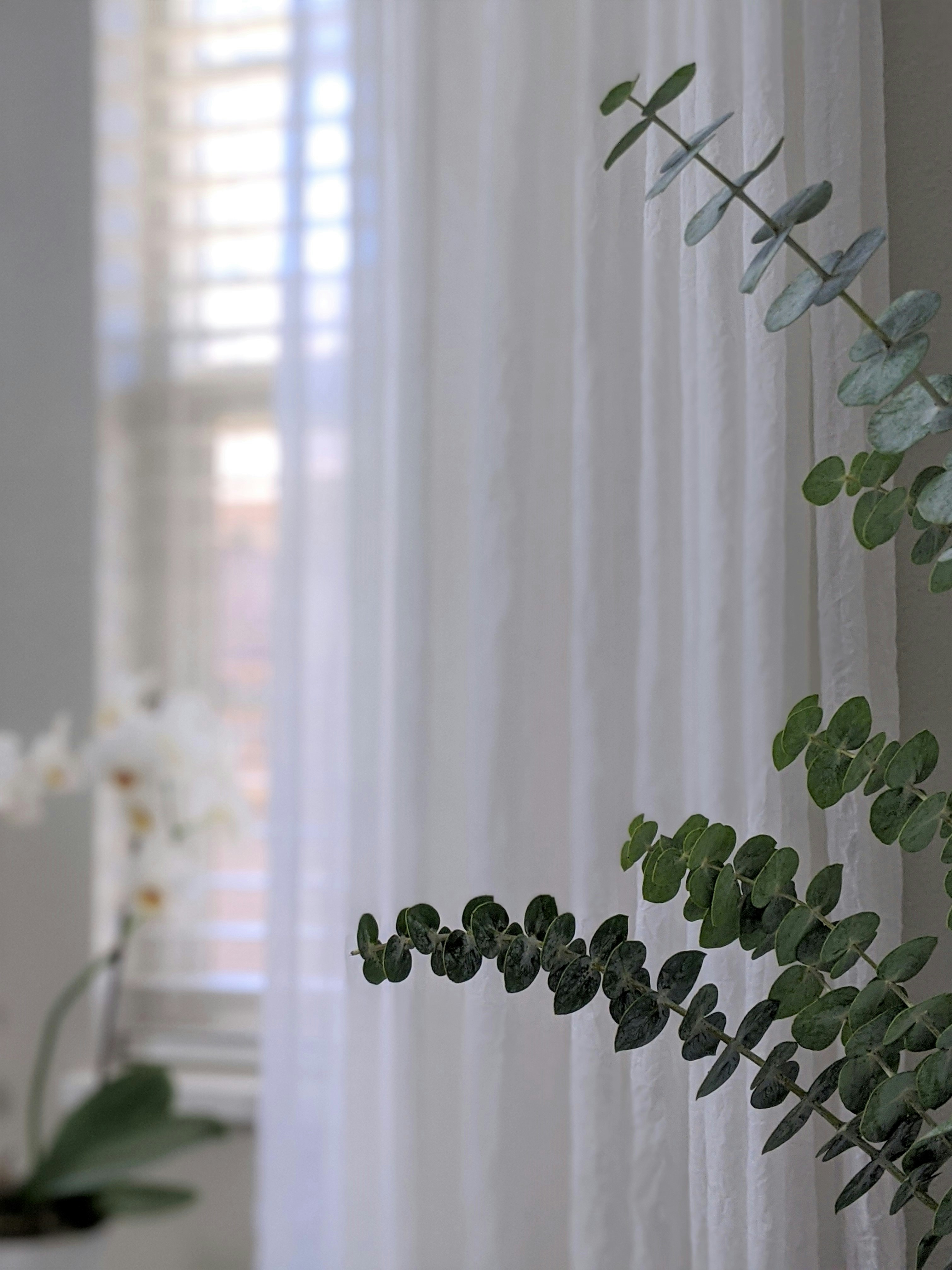 Green plant near white window curtain photo – Free Eucalyptus Image on  Unsplash, image size:3000x4001
