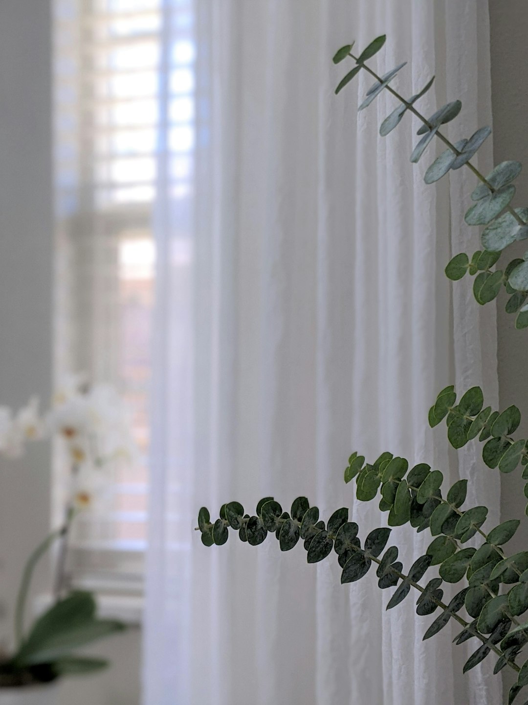 green plant near white window curtain