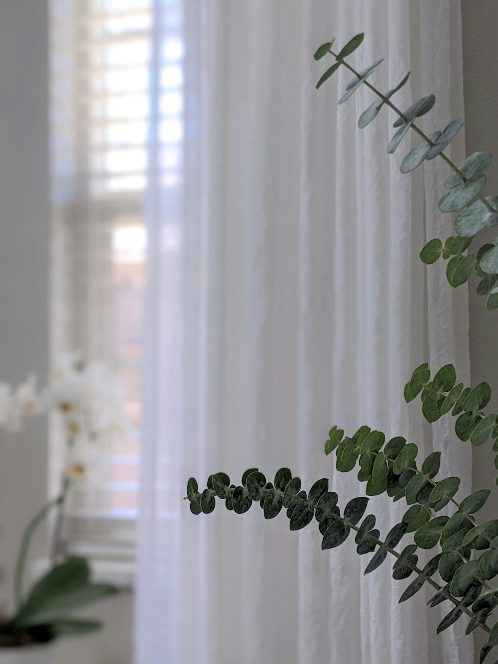 green plant near white window curtain