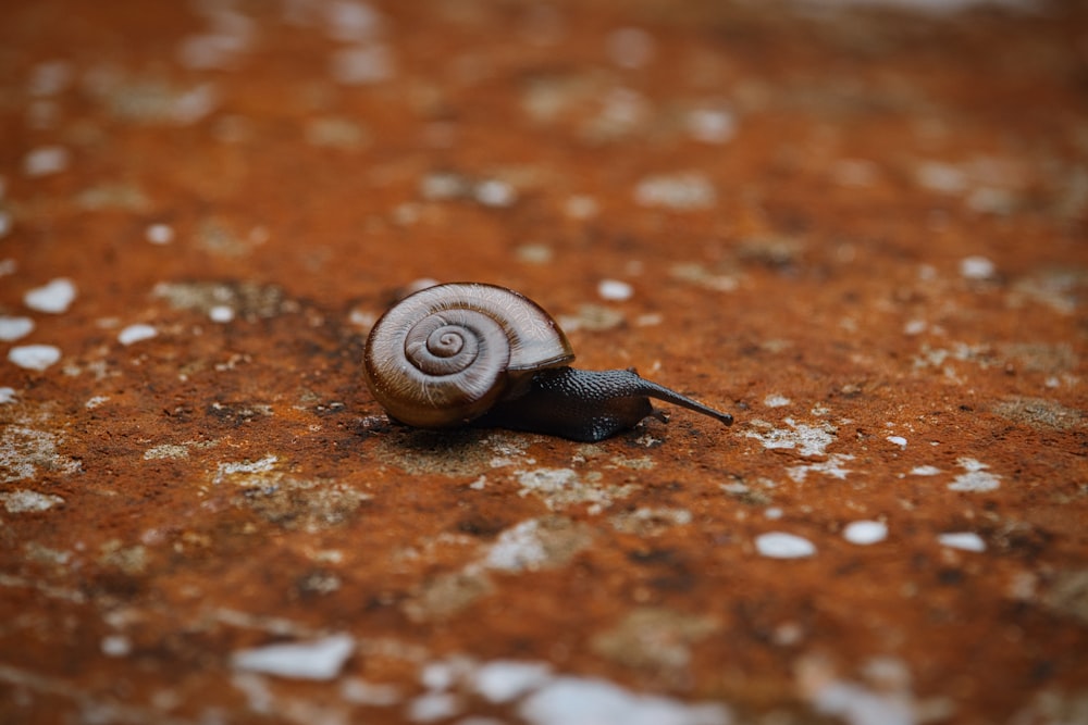 brown snail on brown surface