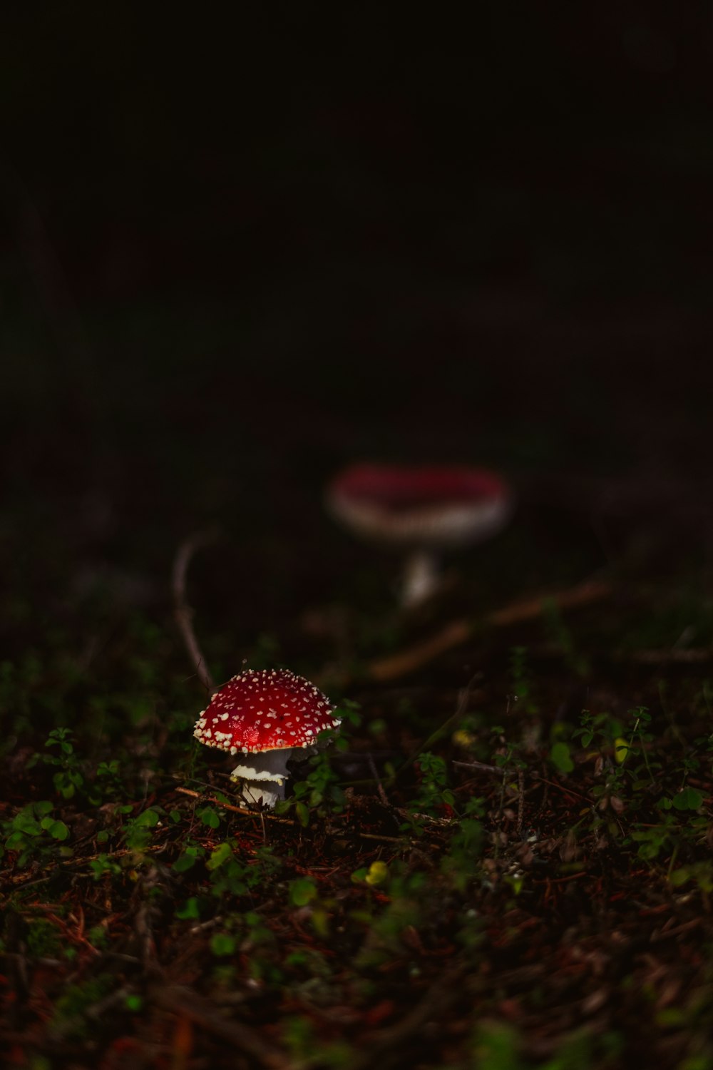 red and white mushroom in close up photography