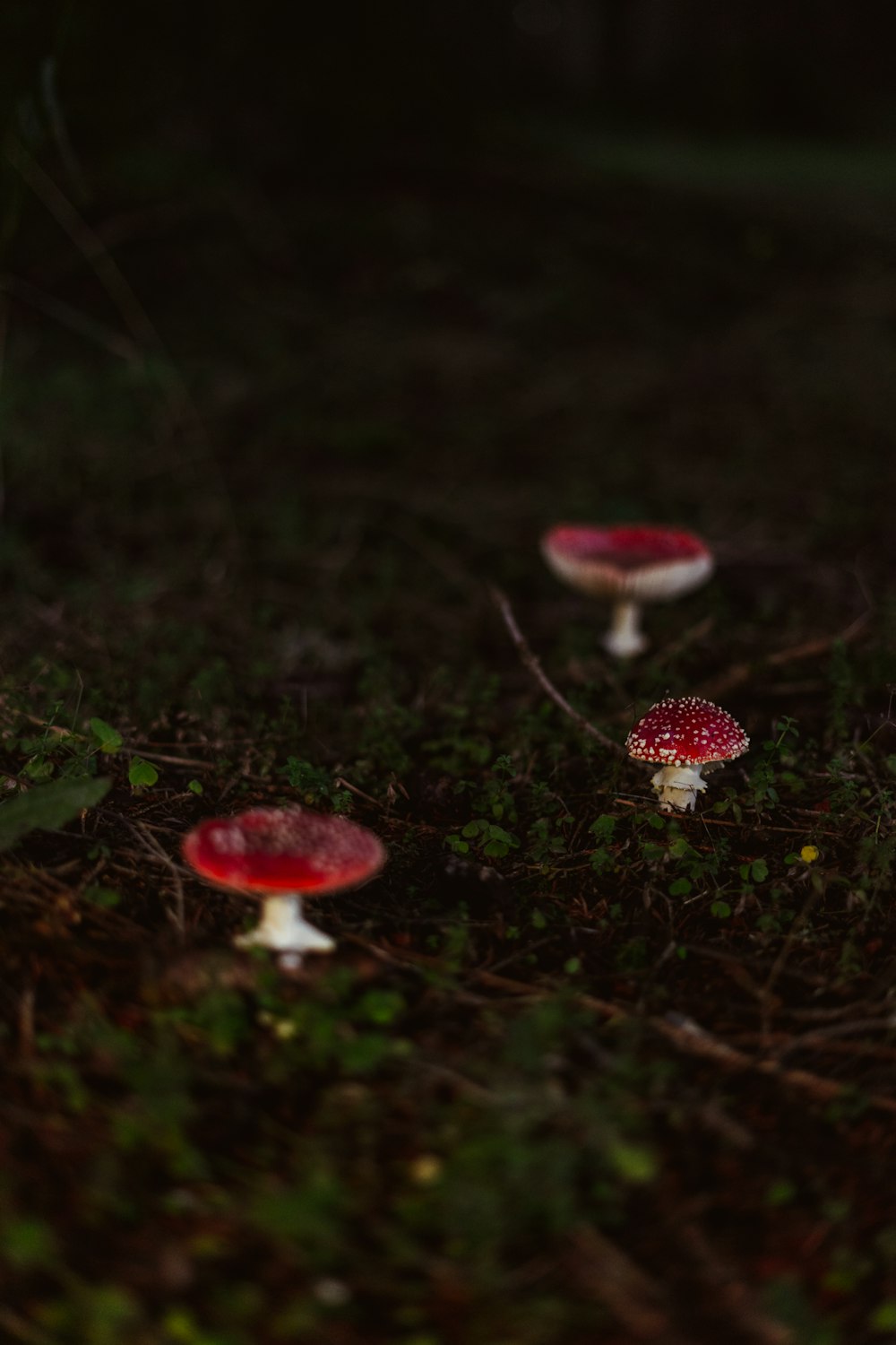 red and white mushrooms on green grass