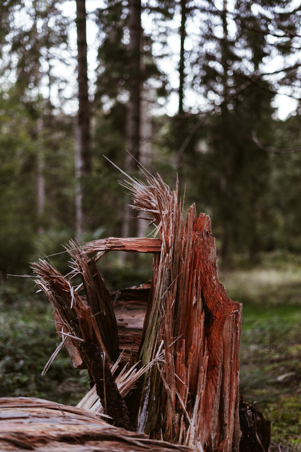 tronco de madera marrón sobre campo de hierba verde