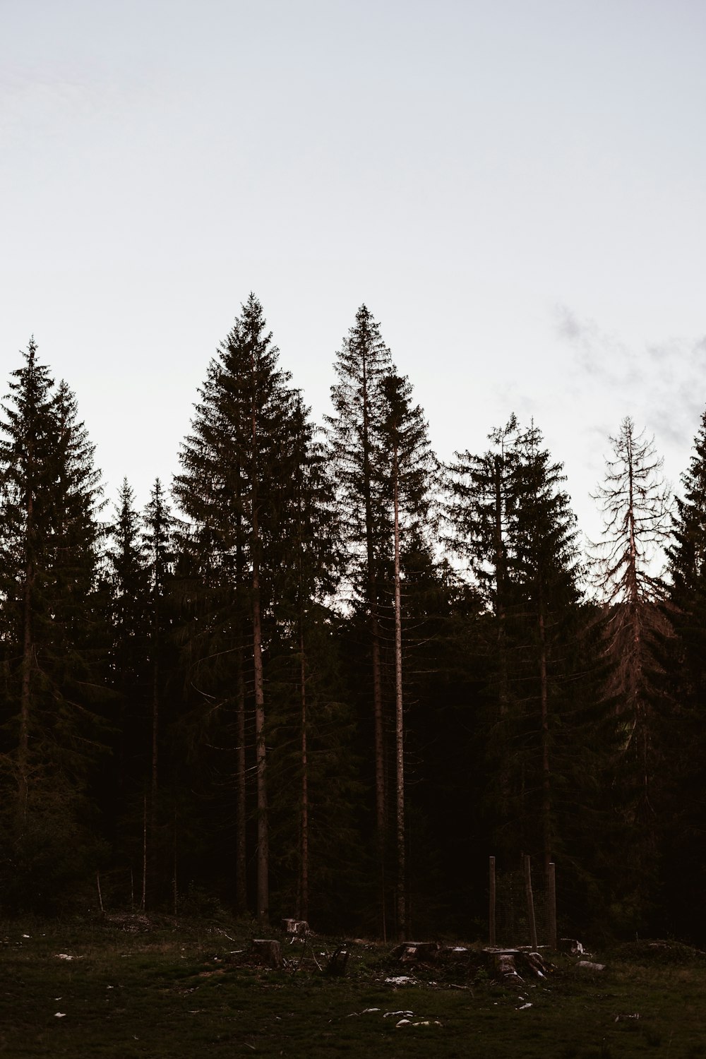 green pine trees under white sky during daytime