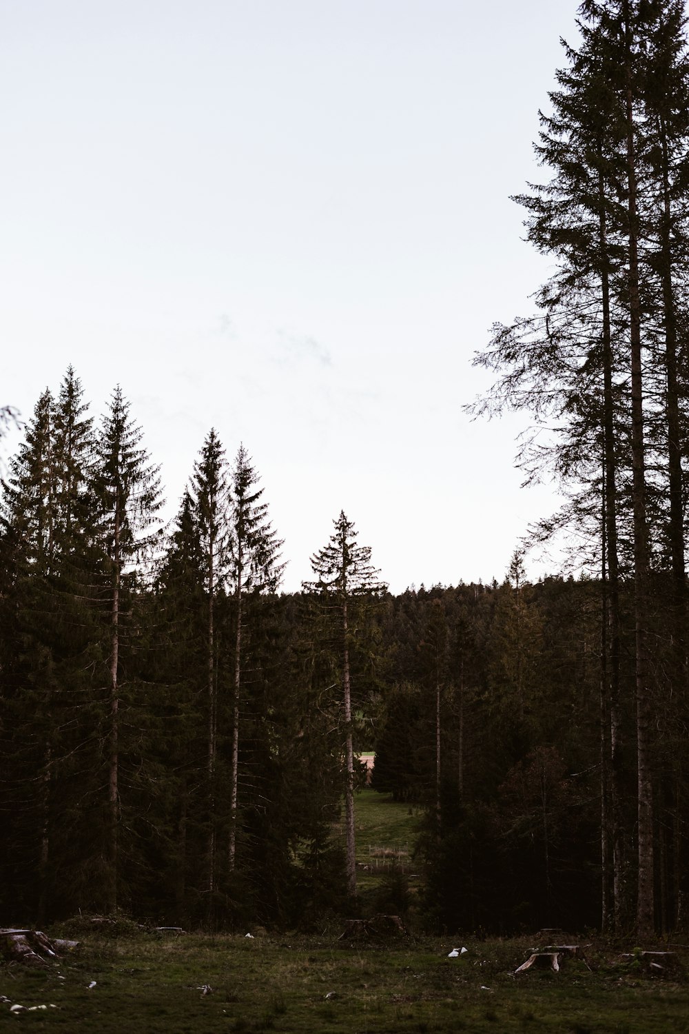 green pine trees under white sky during daytime